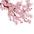 Japanese cherry tree. A branch of pink sakura blossom. Isolated on white background Royalty Free Stock Photo