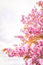 Japanese cherry tree branches in blossom with copy space