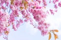 Japanese cherry tree branches in blossom