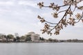 Japanese cherry tree buds and blossoms with Jefferson Memorial Royalty Free Stock Photo