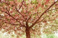 Japanese cherry tree with flowers and with retro color photographic treatment
