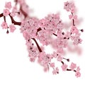 Japanese cherry tree. The fluffy pink cherry blossom branch. on white background with a blurred background Royalty Free Stock Photo