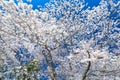 Japanese cherry tree full bloom Royalty Free Stock Photo