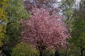 Japanese cherry tree on Germany