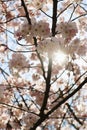 Japanese cherry tree pink flower branches against blue sky with sun lens flare Royalty Free Stock Photo