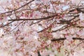 Japanese cherry tree pink flower branches with buds Royalty Free Stock Photo