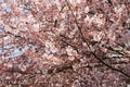 Japanese cherry tree pink flower branches reaching to left Royalty Free Stock Photo