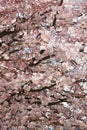 Japanese cherry tree pink flowers on black branches Royalty Free Stock Photo