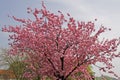 Japanese cherry tree in spring, Germany Royalty Free Stock Photo