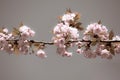 Retro style: Branch of Japanese cherry tree blooming in spring. Pale pink blossoms  of cherry trees Royalty Free Stock Photo