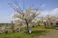 Japanese cherry trees Lithuanian park