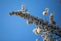 Japanese cherry trees Prunus serrulata in full blossom against a blue sky in Maastricht Royalty Free Stock Photo