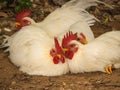 Japanese Chicken Lying on The Ground