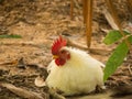 Japanese Chicken Lying on The Ground