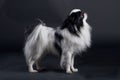 Japanese Chin Royalty Free Stock Photo