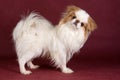 Japanese Chin