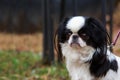 Japanese chin breed dog Royalty Free Stock Photo