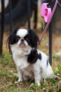 Japanese chin breed dog Royalty Free Stock Photo