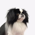 Japanese Chin breed dog isolated on a clean white background Royalty Free Stock Photo