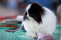 Japanese chin breed dog Royalty Free Stock Photo