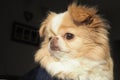 Japanese Chin Chihuahua cross-breed dog looking alert Royalty Free Stock Photo