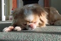 Japanese Chin Chihuahua dog asleep