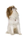 Japanese Chin Dog Royalty Free Stock Photo
