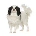 Japanese Chin Dog