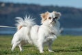 Japanese Chin standing in the grass