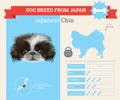 Japanese Chin Dog breed infographics. Royalty Free Stock Photo