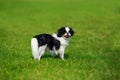 Japanese chin breed dog Royalty Free Stock Photo