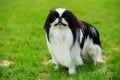 Japanese chin breed dog Royalty Free Stock Photo