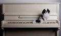 Japanese Chin on piano