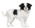 Japanese Chin puppy or Japanese Spaniel Royalty Free Stock Photo