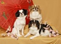 Japanese Chin Trio Royalty Free Stock Photo