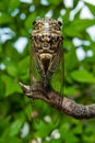 Japanese cicada - Graptopsaltria nigrofuscata, the large brown, called aburazemi in Japanese. On dry branch. Isolated on blurry Royalty Free Stock Photo