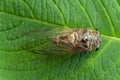 Japanese cicada on green leaf - Graptopsaltria nigrofuscata, the large brown cicada, called aburazemi in Japanese. Close-up Royalty Free Stock Photo