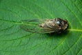 Japanese cicada on green leaf - Graptopsaltria nigrofuscata, the large brown cicada, called aburazemi in Japanese. Horizontal shot Royalty Free Stock Photo