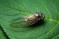 Japanese cicada on green leaf - Graptopsaltria nigrofuscata, the large brown cicada, called aburazemi in Japanese Royalty Free Stock Photo