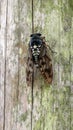 Japanese cicada or higurashi Royalty Free Stock Photo