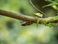 Japanese cicada on a tree branch 1