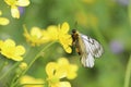 Japanese Clouded Apollo on a buttercup