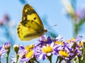Japanese clouded yellow butterfly on pink asters