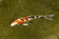 The Japanese colored carp, koi fish.Cyprinus carpio haematopterus.