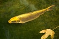 Japanese colored carp, koi fish Cyprinus carpio haematopterus. Royalty Free Stock Photo