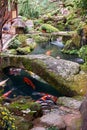 Japanese colored carps Koi in the water garden in Kyoto. Japan