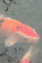 Japanese colorful Koi fish swimming in temple pond Royalty Free Stock Photo