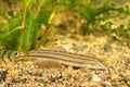 Japanese common striped loach Royalty Free Stock Photo