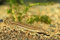 Japanese common striped loach Royalty Free Stock Photo