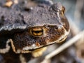 Japanese common toad on forest floor closeup 3 Royalty Free Stock Photo